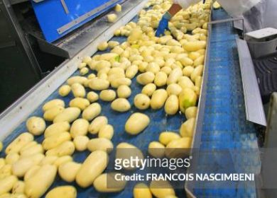 A woman controls the quality of potatoes on October 1, 2009 in Matougues, northern France, at McCain deep frozen French fries factory. McCain Foods Limited, a privately owned company established in 1957 is the world's largest producer of french fries and other oven-ready frozen food products. AFP PHOTO FRANCOIS NASCIMBENI (Photo by FRANCOIS NASCIMBENI / AFP) (Photo by FRANCOIS NASCIMBENI/AFP via Getty Images)